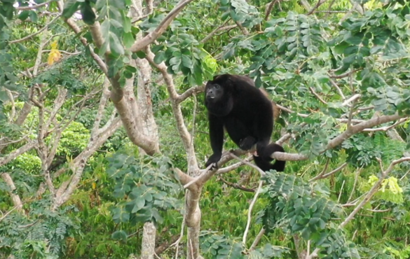 Descubre la Reserva Estancia del Mono Congo un santuario natural en Nicaragua