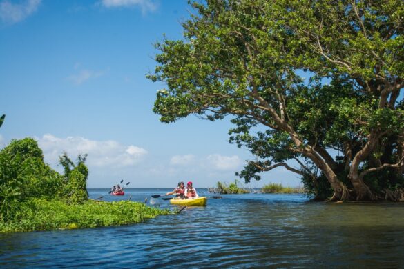 Río Istiam Un refugio natural para el avistamiento de aves en Ometepe, Nicaragua