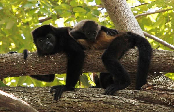 Reserva Estancia del Mono Congo